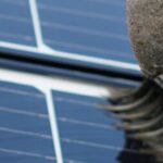 Cleaning solar panels on a roof.